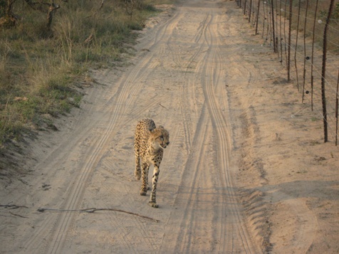 Timbavati avond gamedrive - cheetah loopt mee